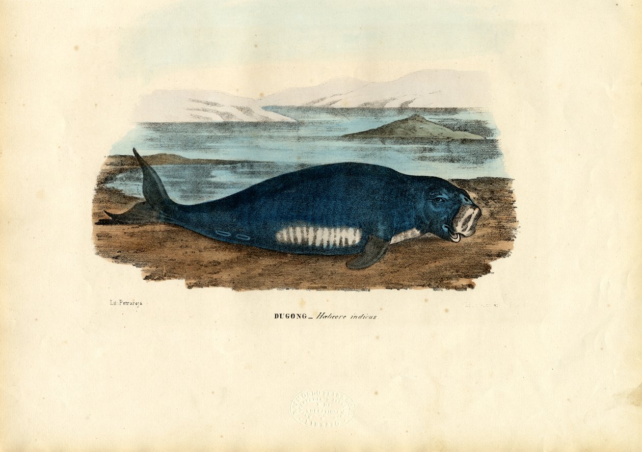 Dugong, 1863-79 door Raimundo Petraroja