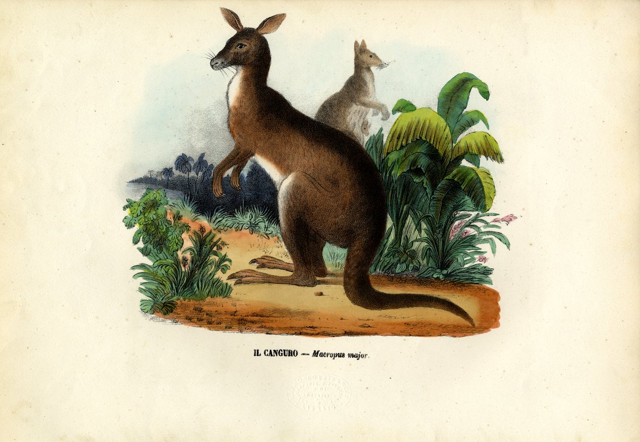 Oostelijke grijze kangoeroe, 1863-79 door Raimundo Petraroja