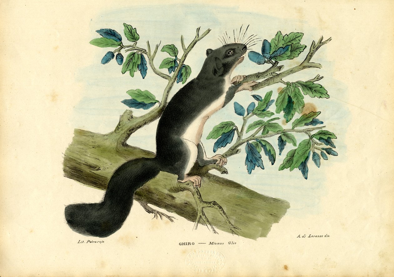 Eetbare Relmuis, 1863-79 door Raimundo Petraroja