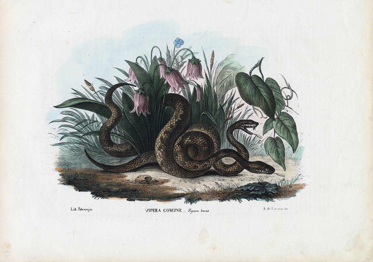 Europese Adder, 1863-79 door Raimundo Petraroja