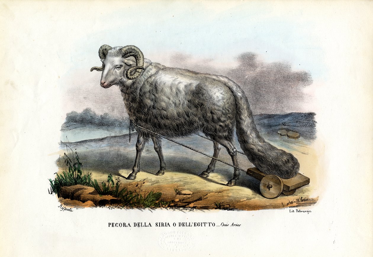 Vetstaart Schaap, 1863-79 door Raimundo Petraroja