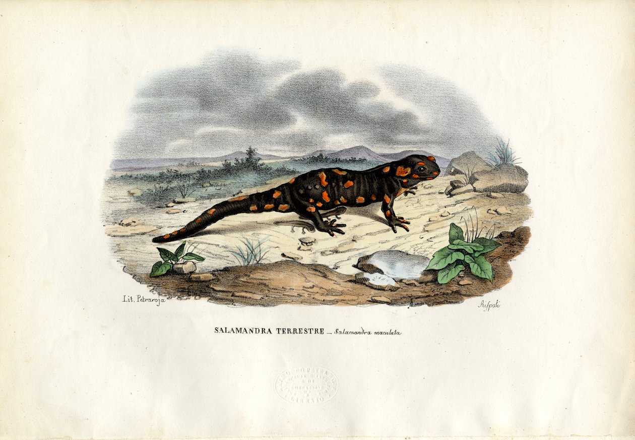 Vuursalamander, 1863-79 door Raimundo Petraroja