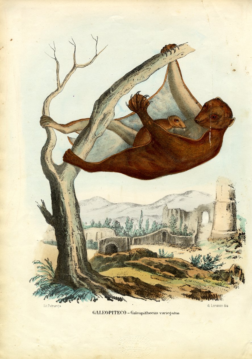 Vliegende lemur, 1863-79 door Raimundo Petraroja