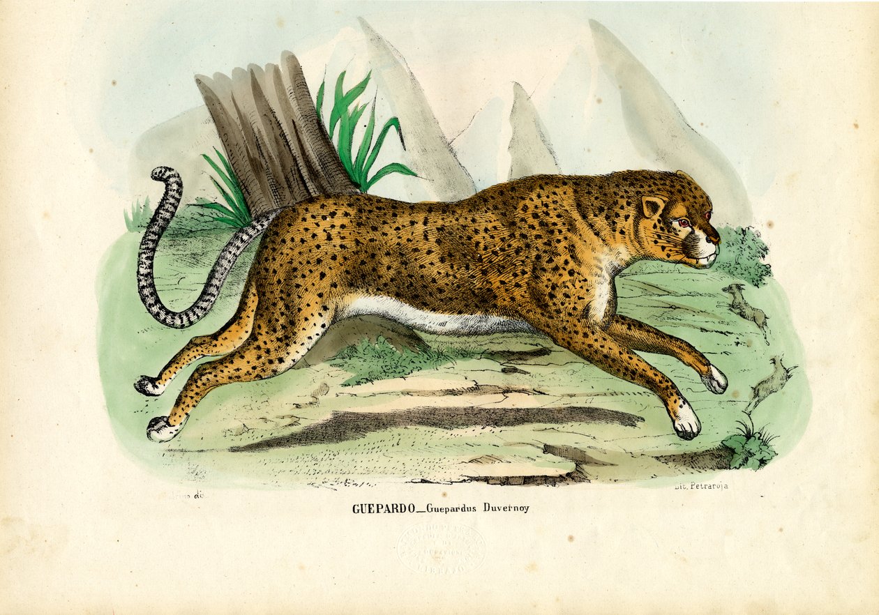 Gepard, 1863-79 door Raimundo Petraroja