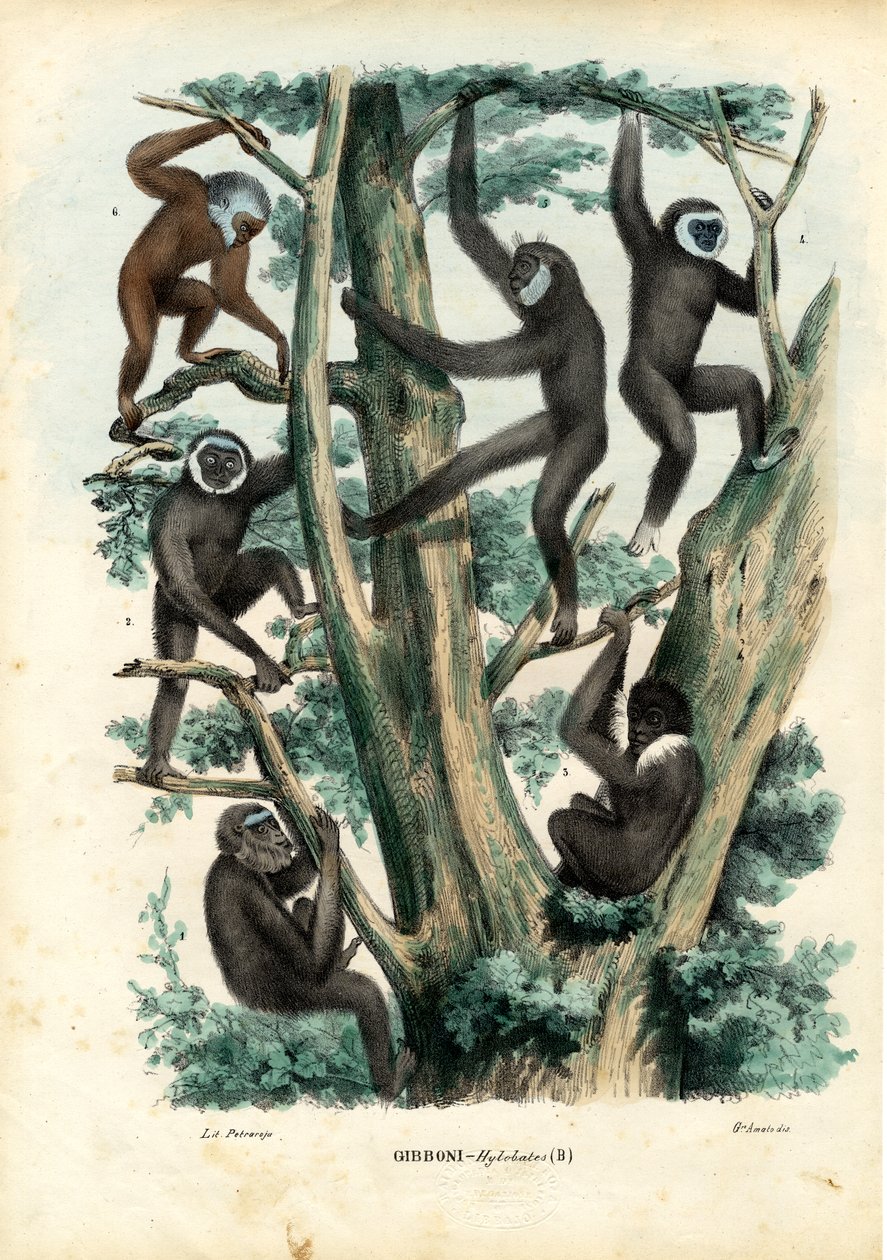 Gibbons, 1863-79 door Raimundo Petraroja