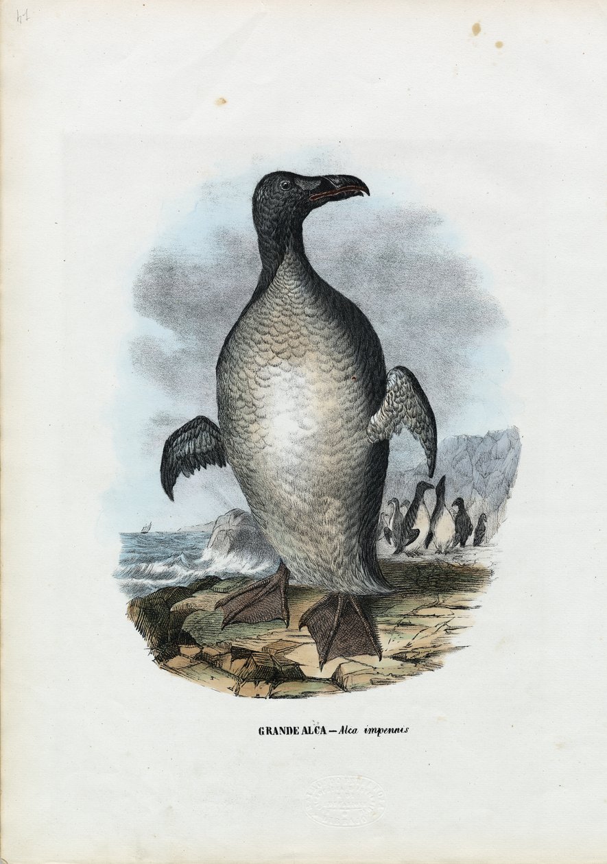Grote Alk, 1863-79 door Raimundo Petraroja