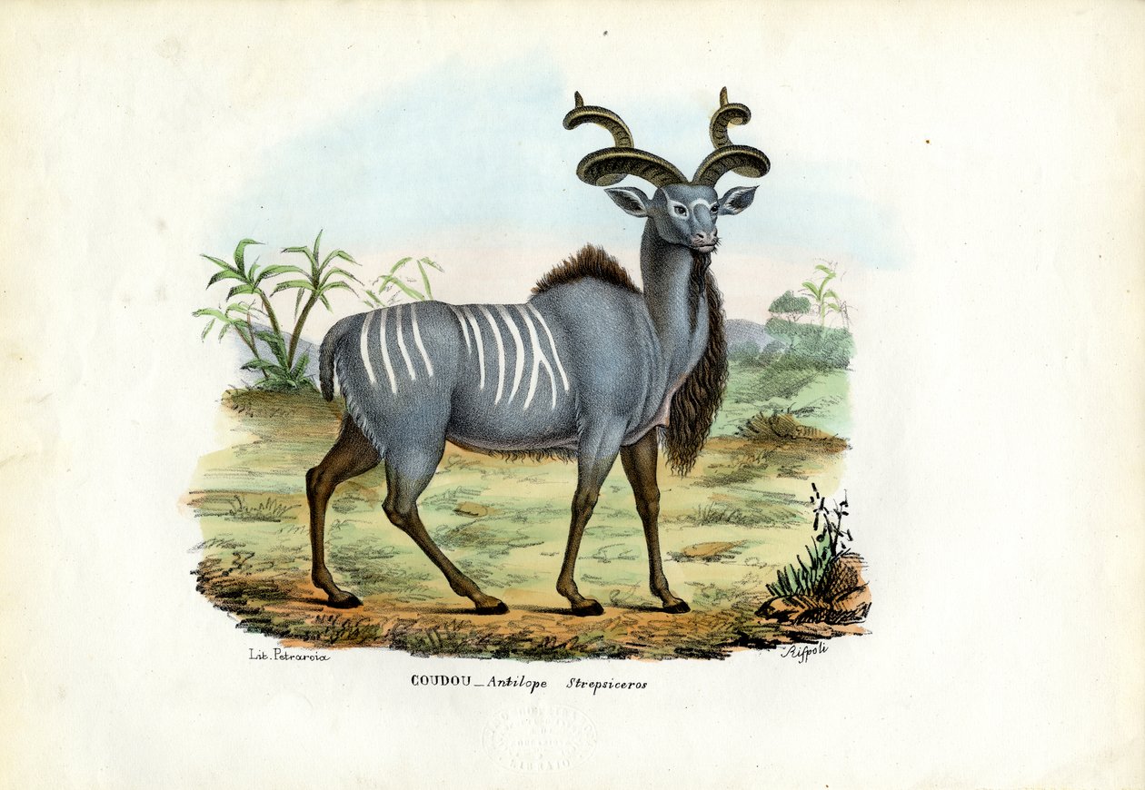 Grote Kudu, 1863-79 door Raimundo Petraroja