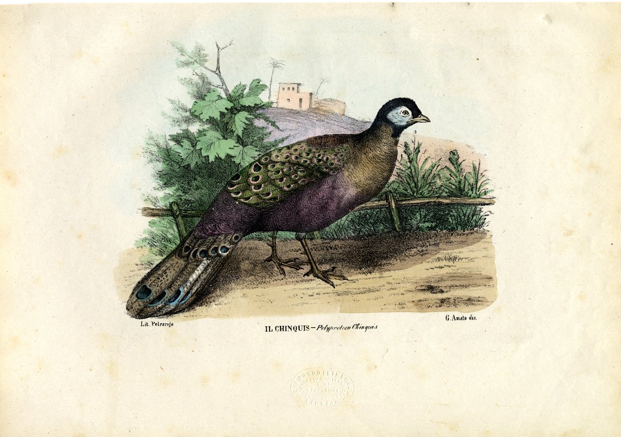 Indische Pauw, 1863-79 door Raimundo Petraroja