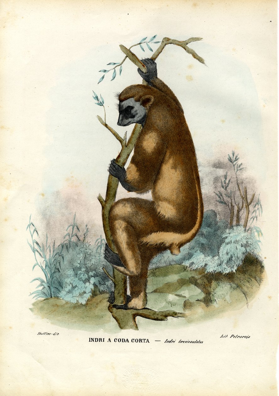 Indri, 1863-79 door Raimundo Petraroja