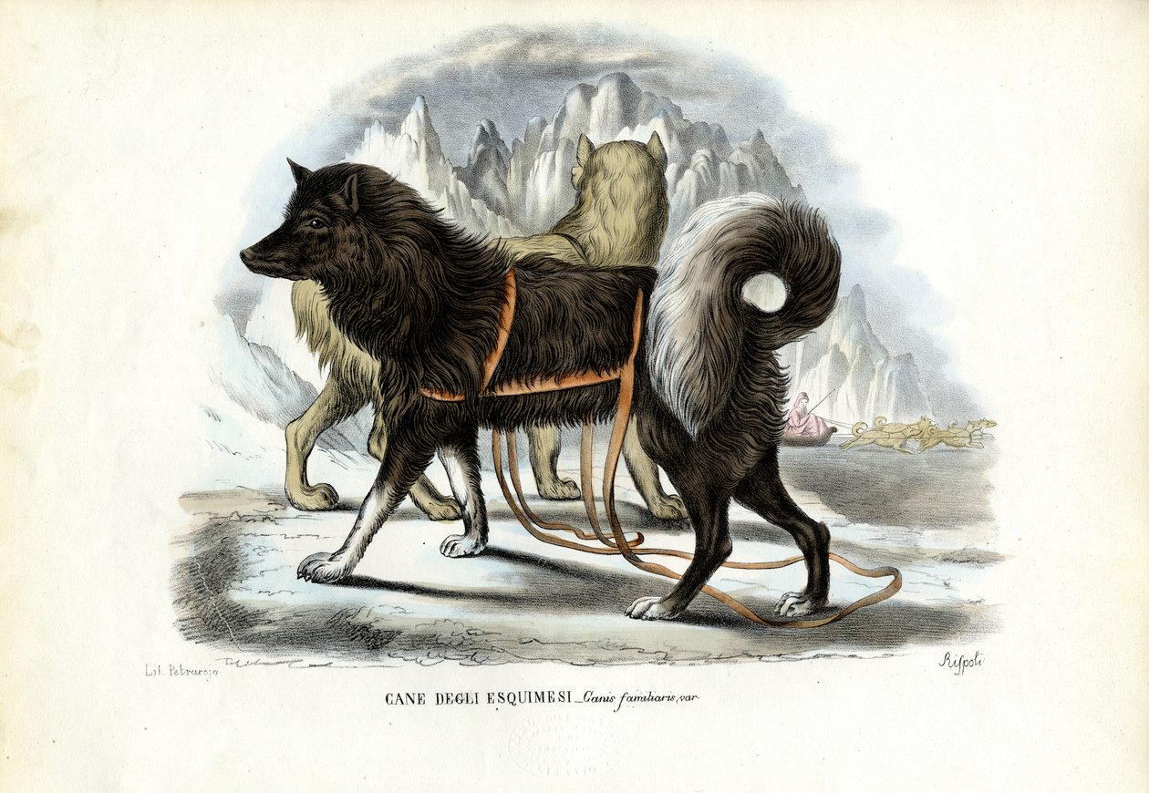 Inuit sledehond, 1863-79 door Raimundo Petraroja