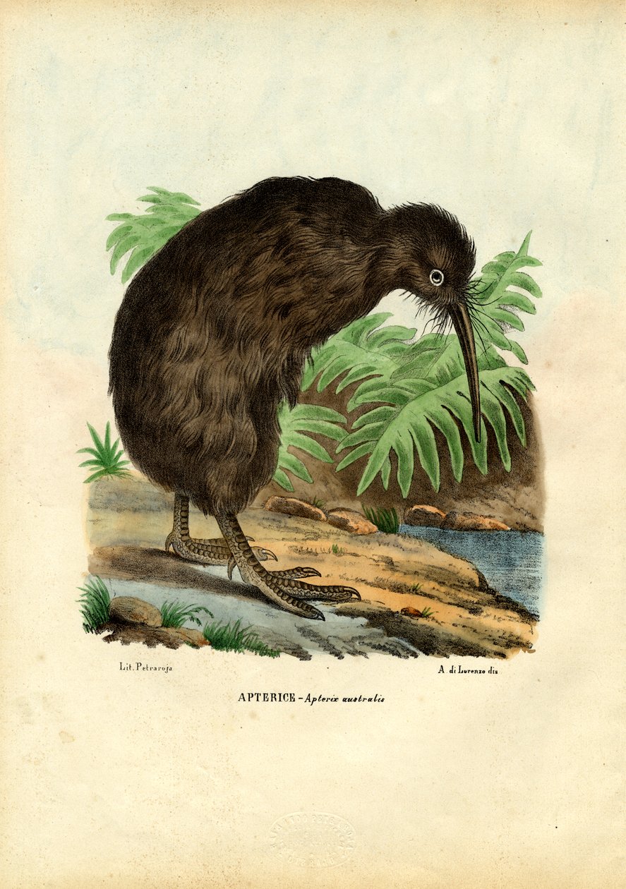 Kiwi, 1863-79 door Raimundo Petraroja