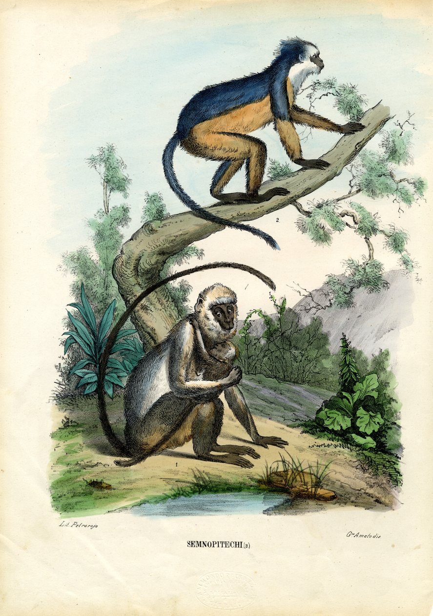 Languren, 1863-79 door Raimundo Petraroja