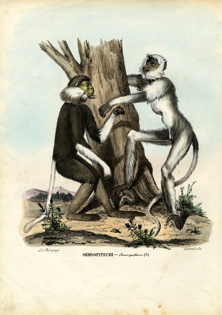 Languren, 1863-79 door Raimundo Petraroja