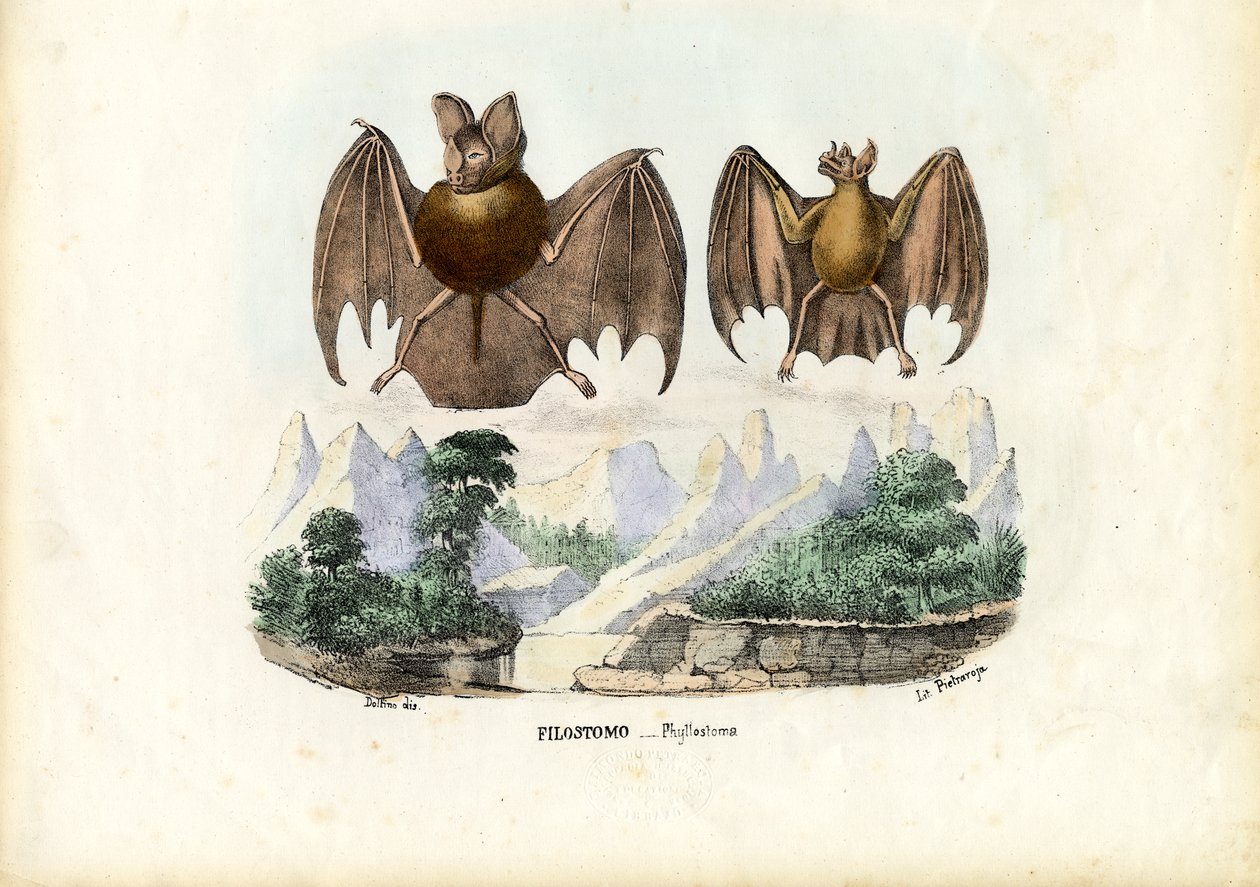 Bladneusvleermuizen, 1863-79 door Raimundo Petraroja
