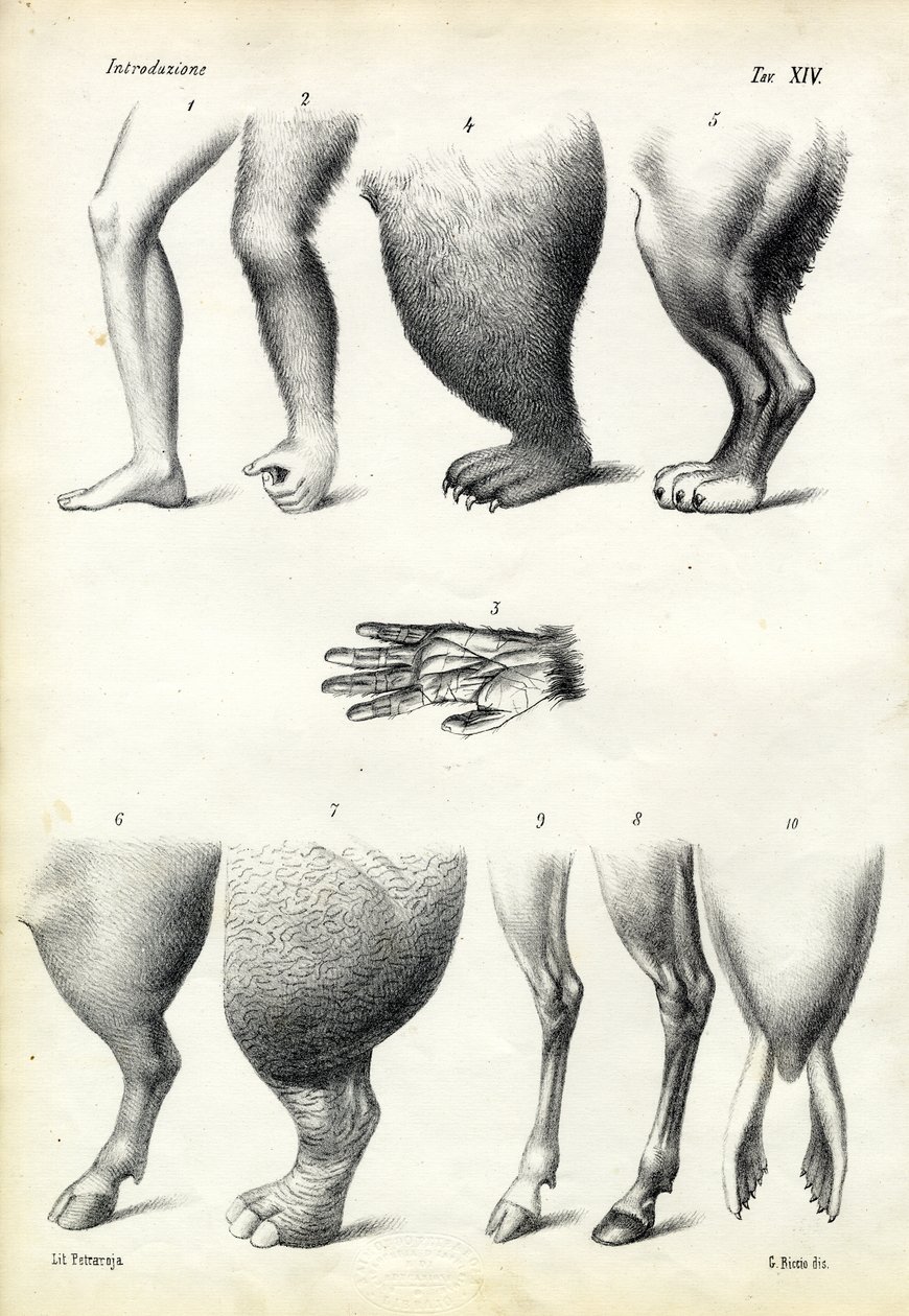 Benen, 1863-79 door Raimundo Petraroja