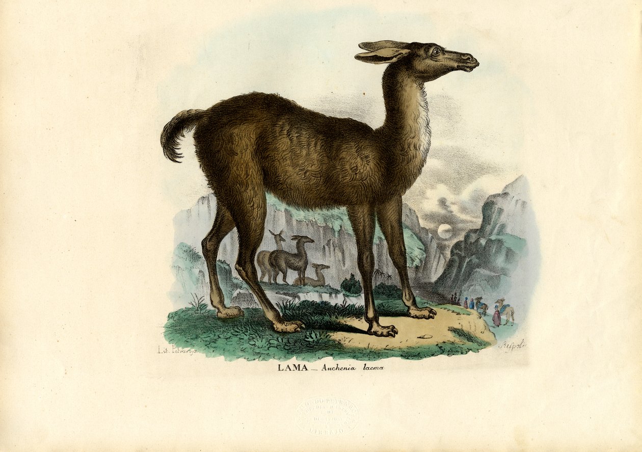 Lama, 1863-79 door Raimundo Petraroja