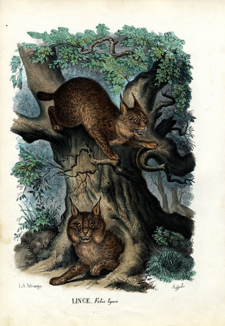 Lynx, 1863-79 door Raimundo Petraroja