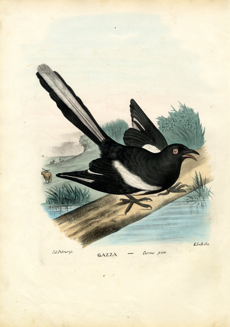 Ekster, 1863-79 door Raimundo Petraroja
