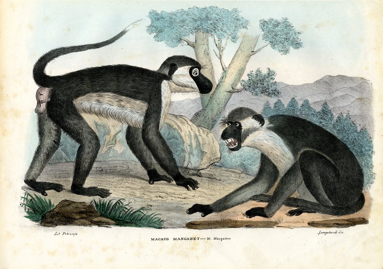 Mangabey door Raimundo Petraroja