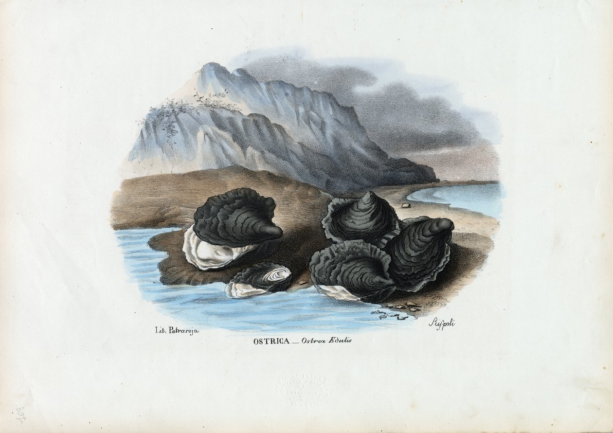 Mosselen, 1863-79 door Raimundo Petraroja