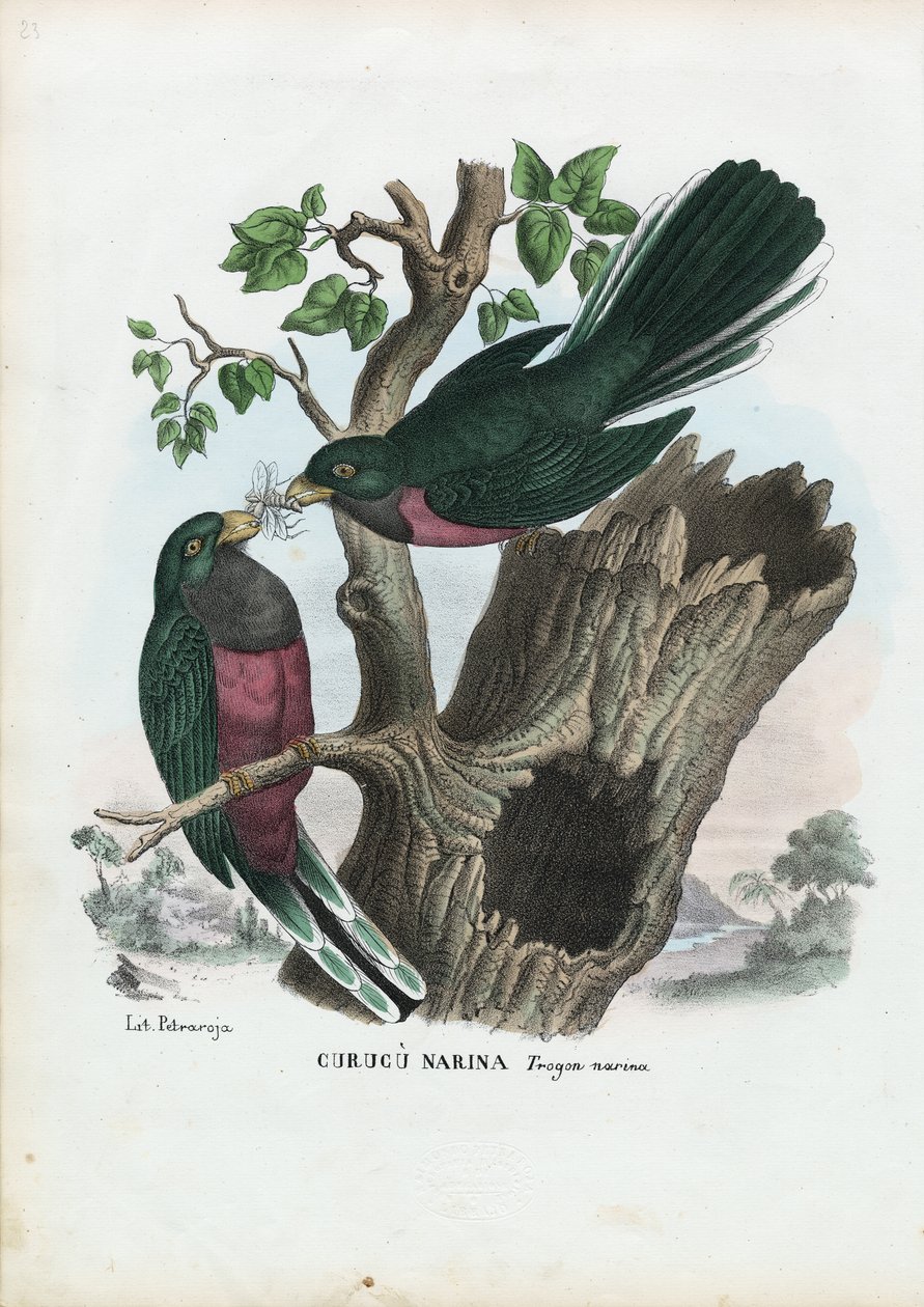Narina Trogon, 1863-79 door Raimundo Petraroja