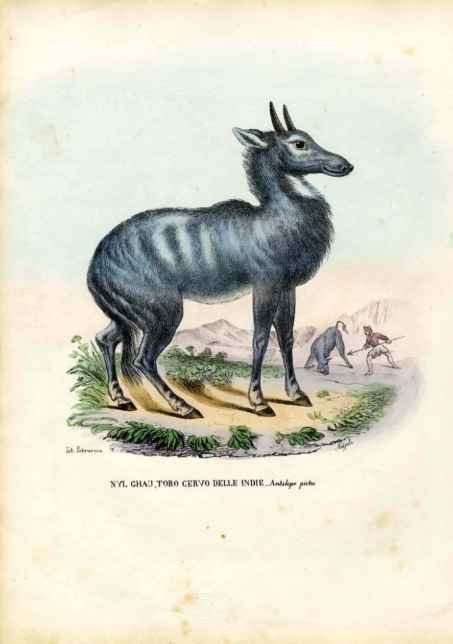 Nilgai, 1863-79 door Raimundo Petraroja