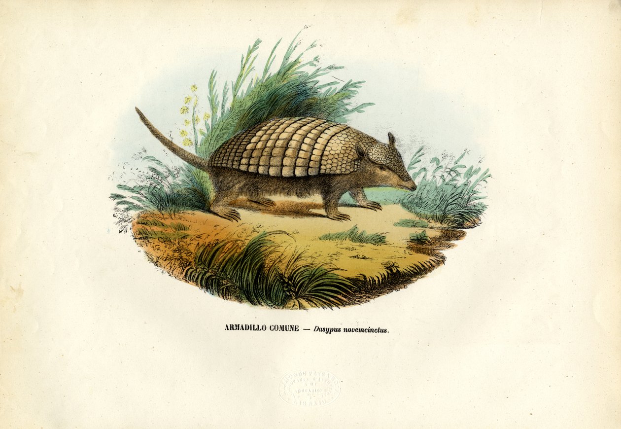 Negengordelarmadillo, 1863-79 door Raimundo Petraroja