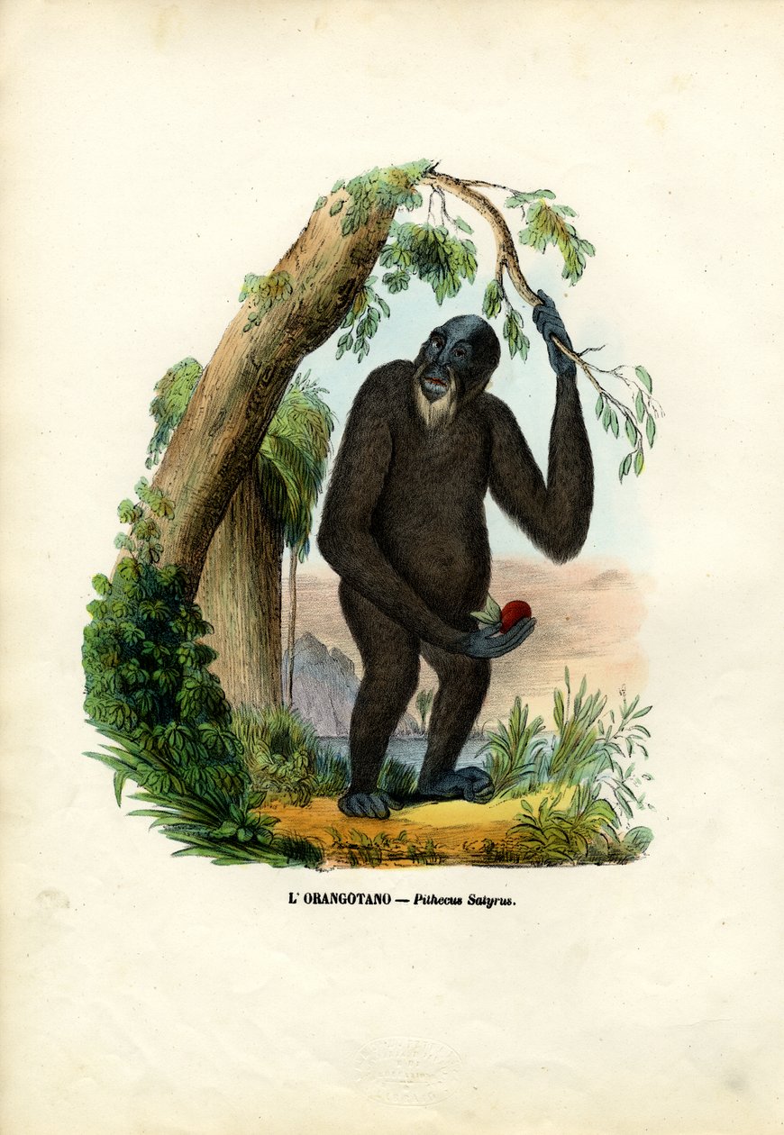Orang-oetan, 1863-79 door Raimundo Petraroja