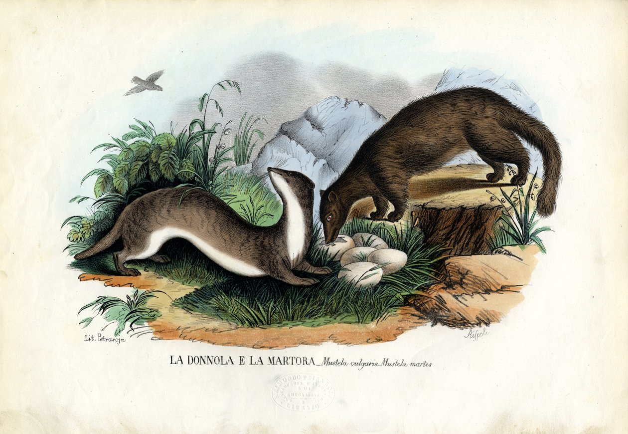 Boommarter, 1863-79 door Raimundo Petraroja