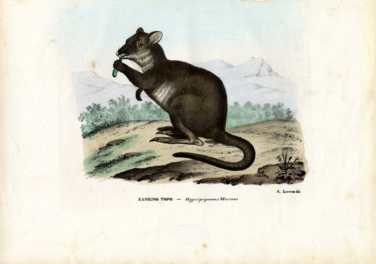 Potoroo, 1863-79 door Raimundo Petraroja