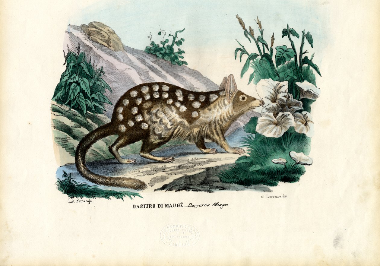 Quoll, 1863-79 door Raimundo Petraroja