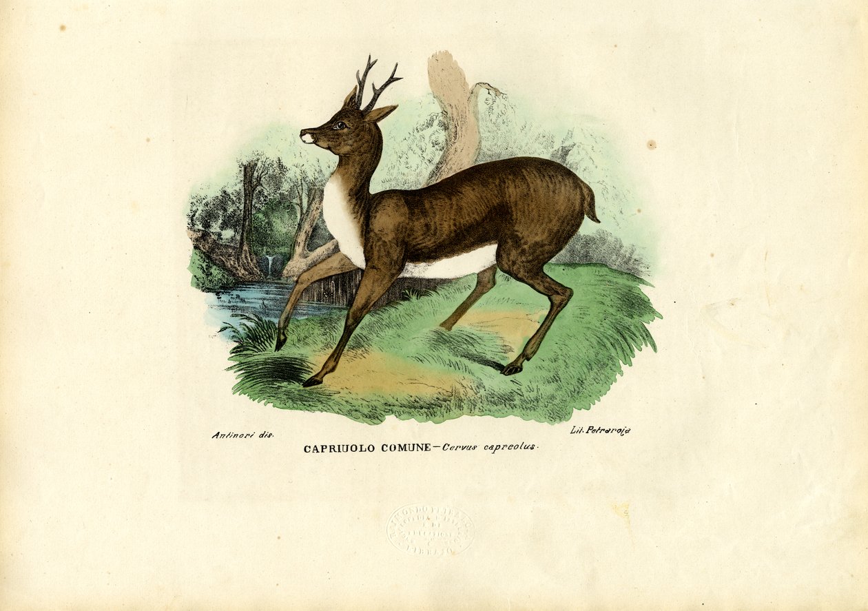 Reeën, 1863-79 door Raimundo Petraroja