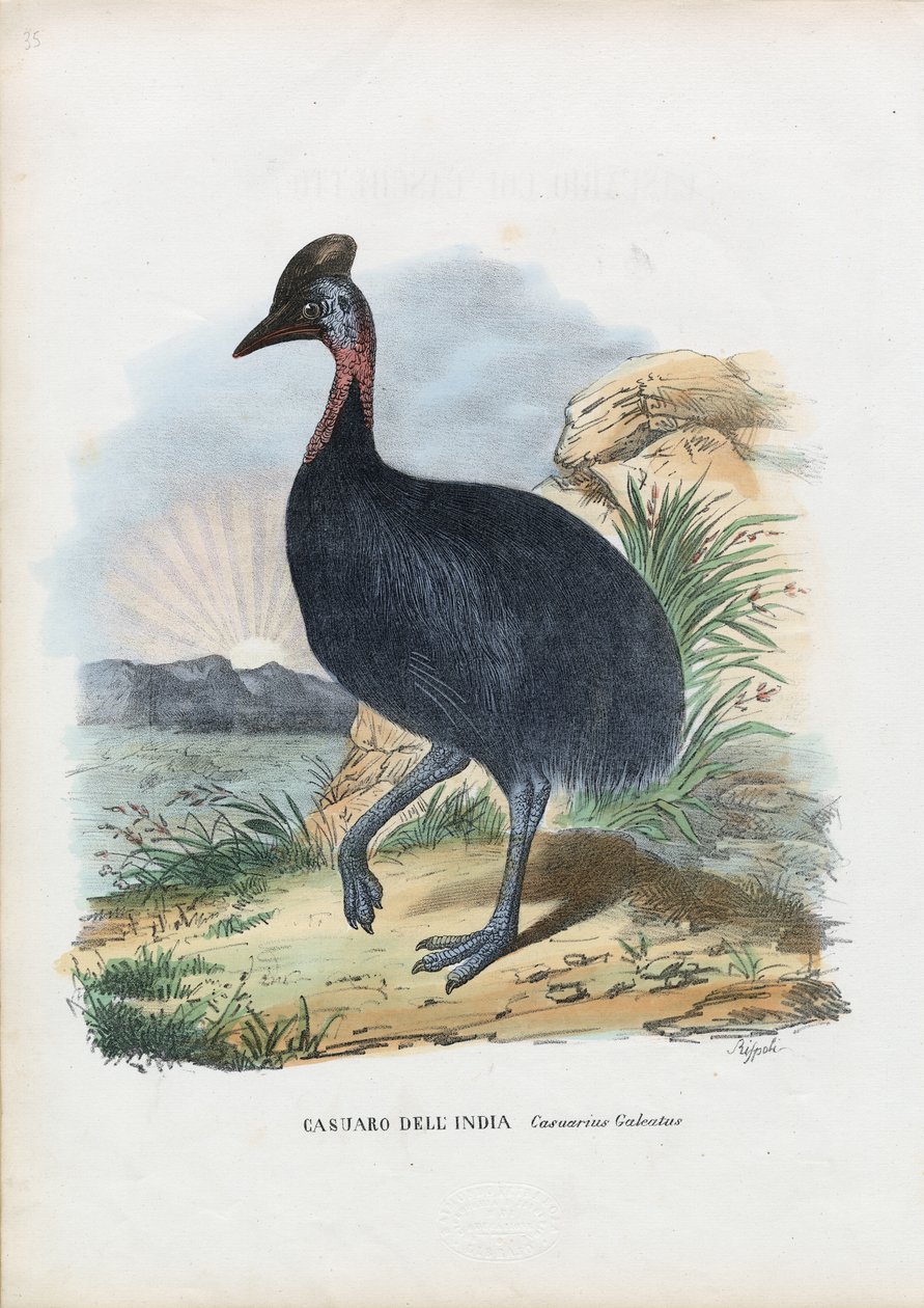 Zuidelijke kasuaris, 1863-79 door Raimundo Petraroja
