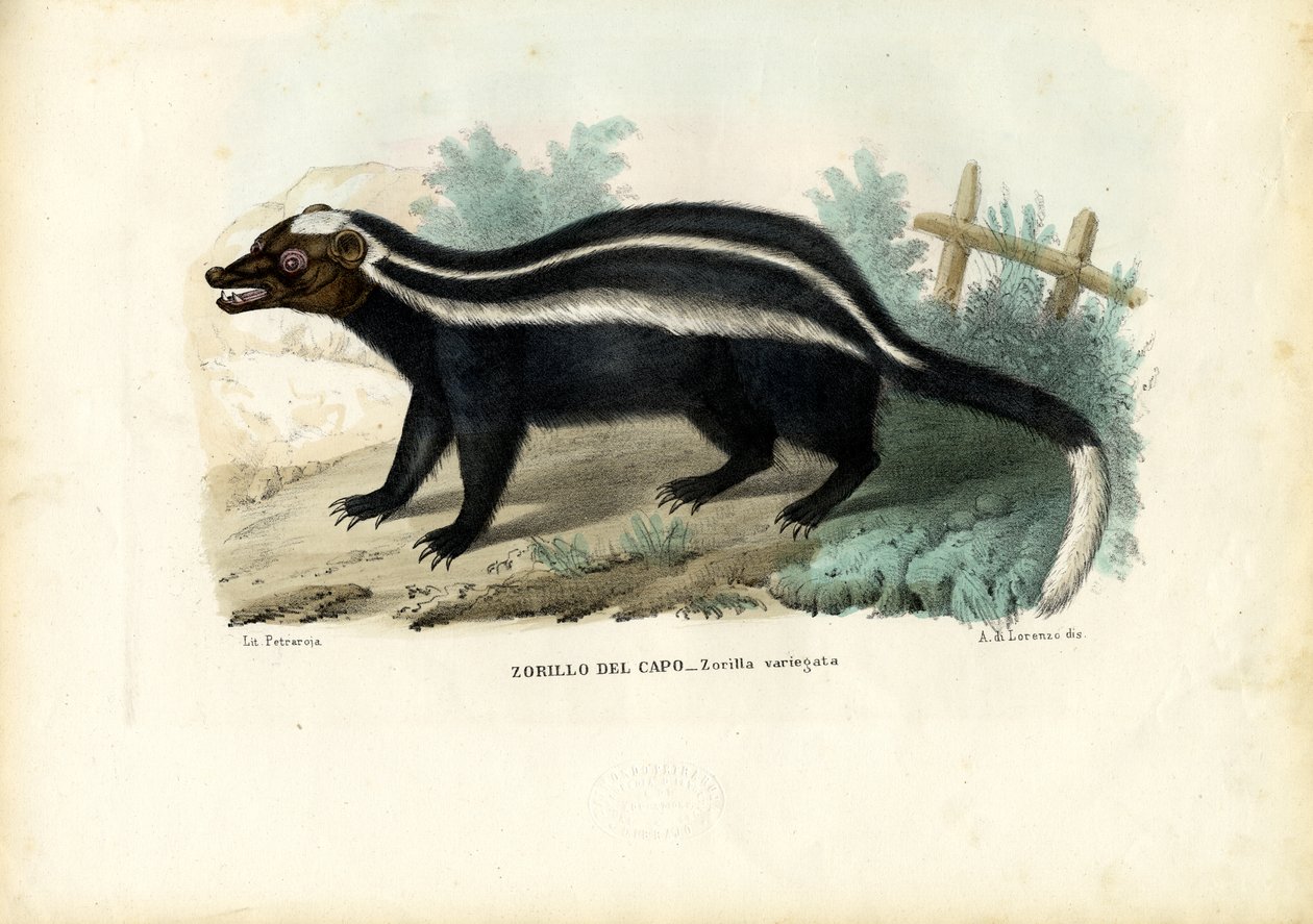 Gestreepte Stinkdier, 1863-79 door Raimundo Petraroja