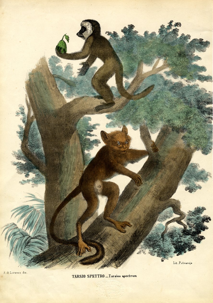 Tarsier, 1863-79 door Raimundo Petraroja