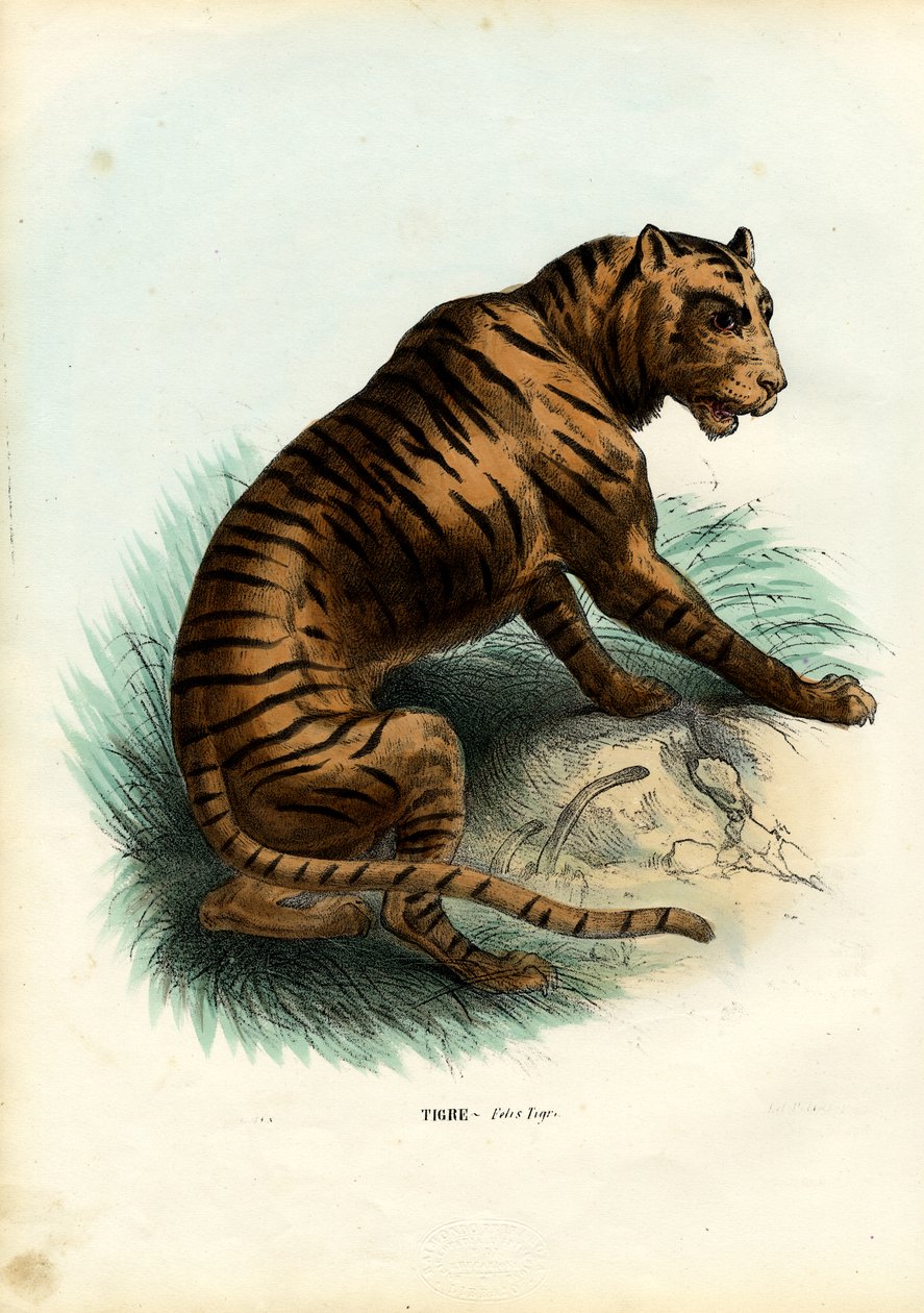 Tijger door Raimundo Petraroja