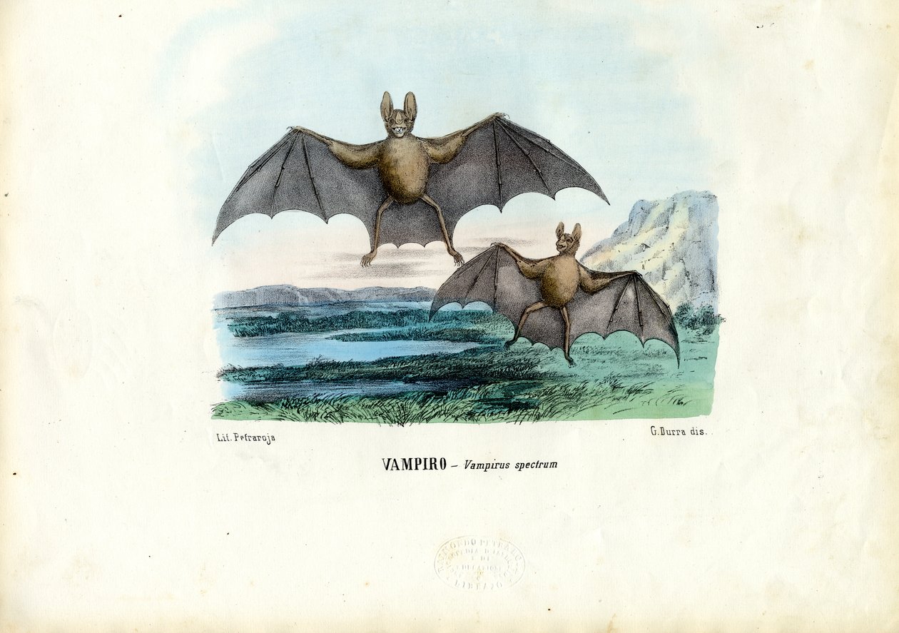 Vampiervleermuis, 1863-79 door Raimundo Petraroja