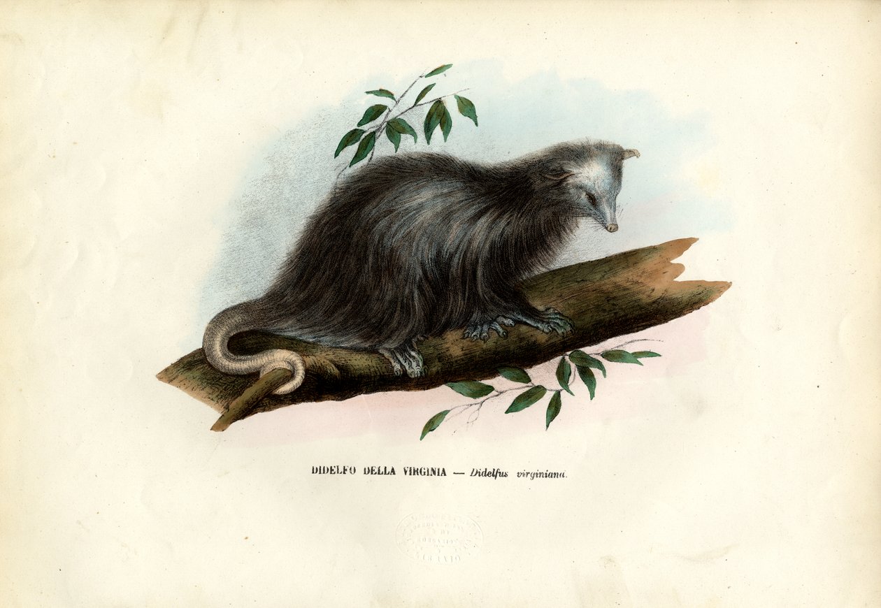 Virginia Opossum, 1863-79 door Raimundo Petraroja