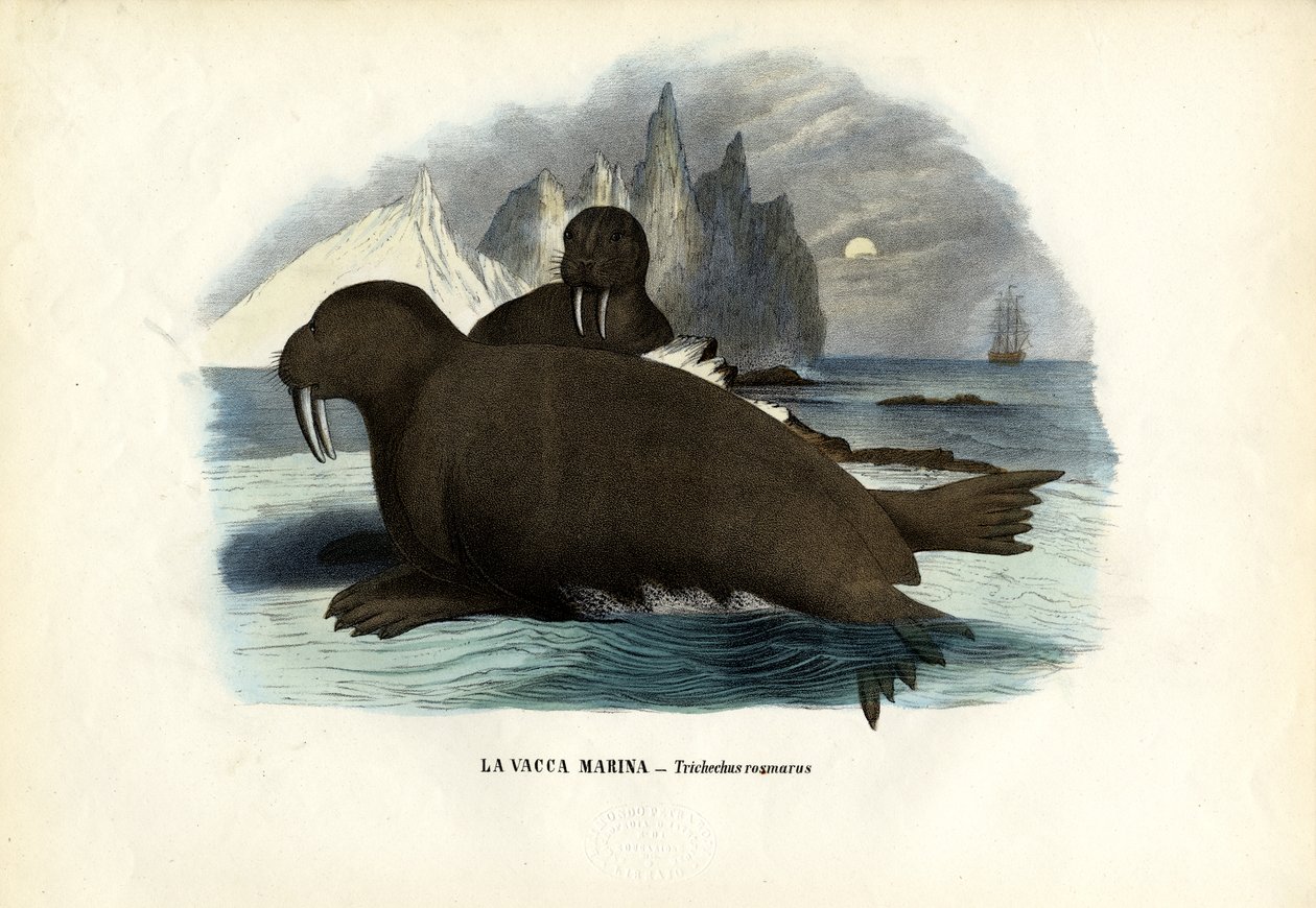 Walrus, 1863-79 door Raimundo Petraroja