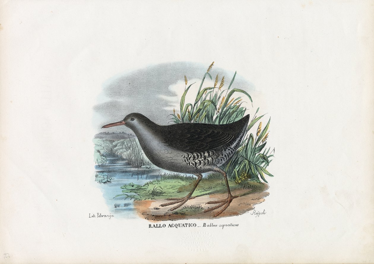 Waterral, 1863-79 door Raimundo Petraroja