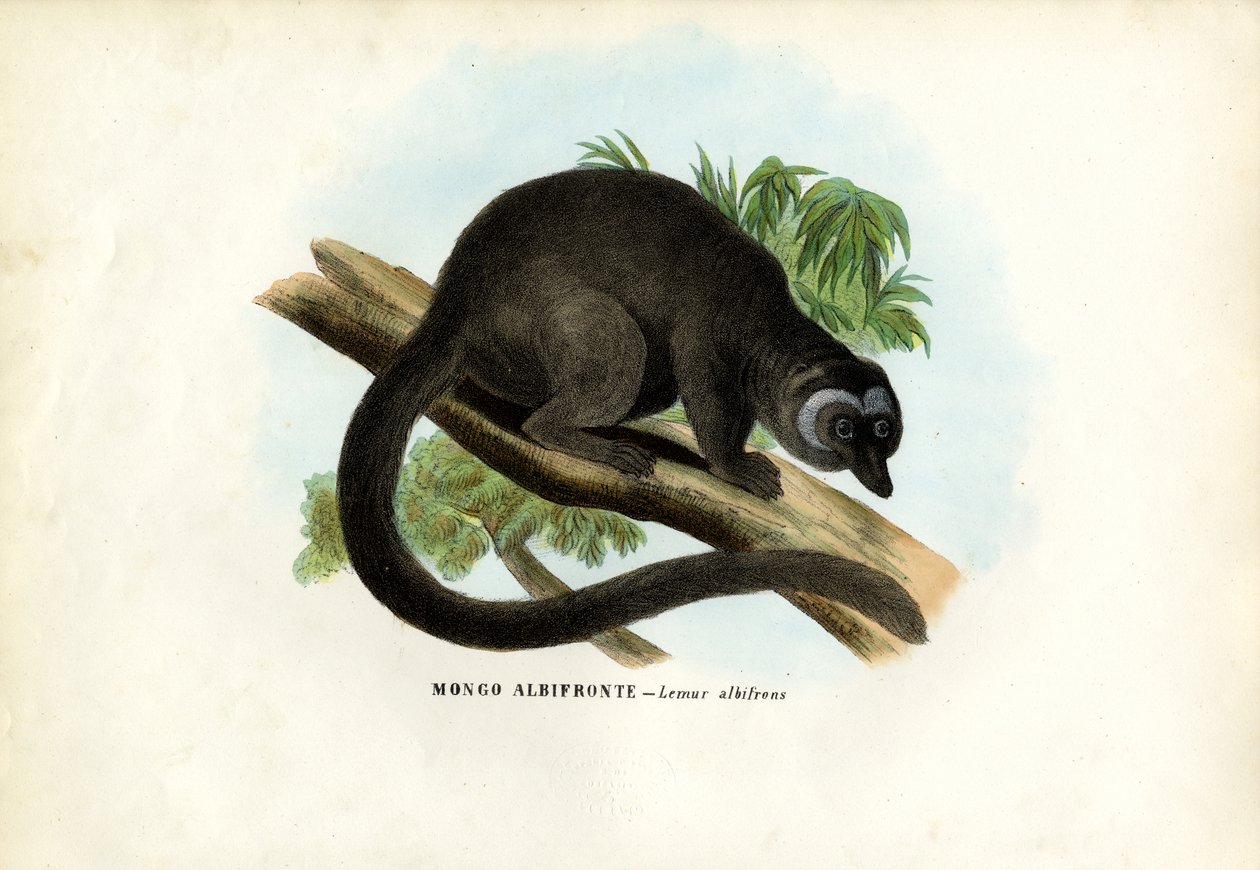 Witkop bruine maki, 1863-79 door Raimundo Petraroja