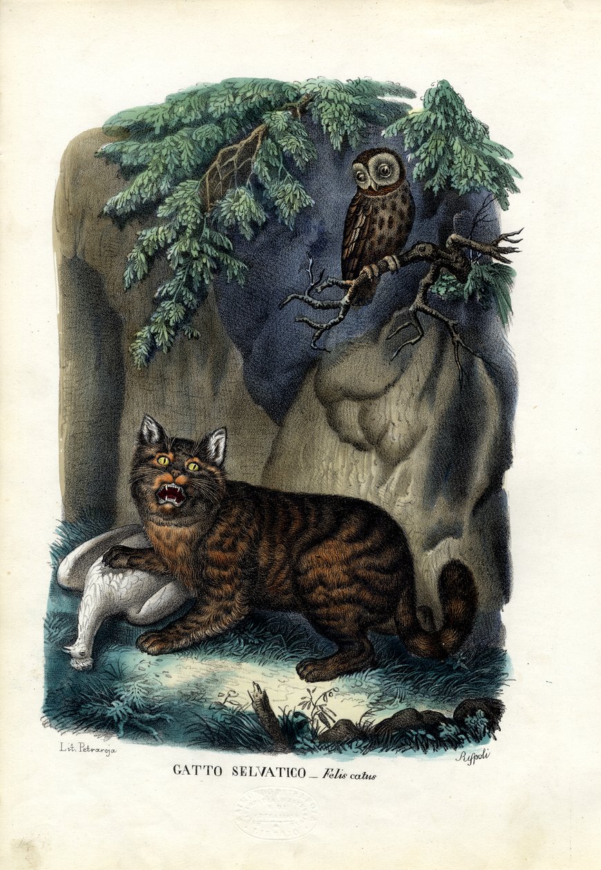 Wildkat door Raimundo Petraroja
