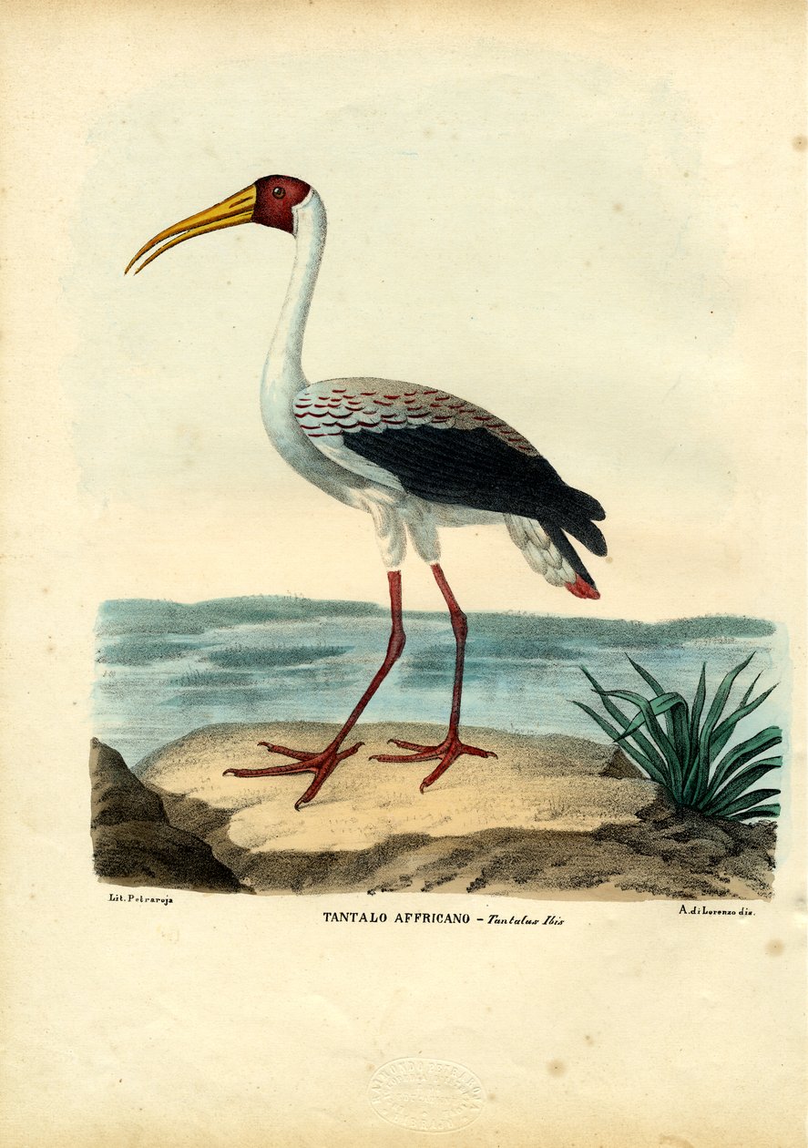 Geelsnavelooievaar, 1863-79 door Raimundo Petraroja