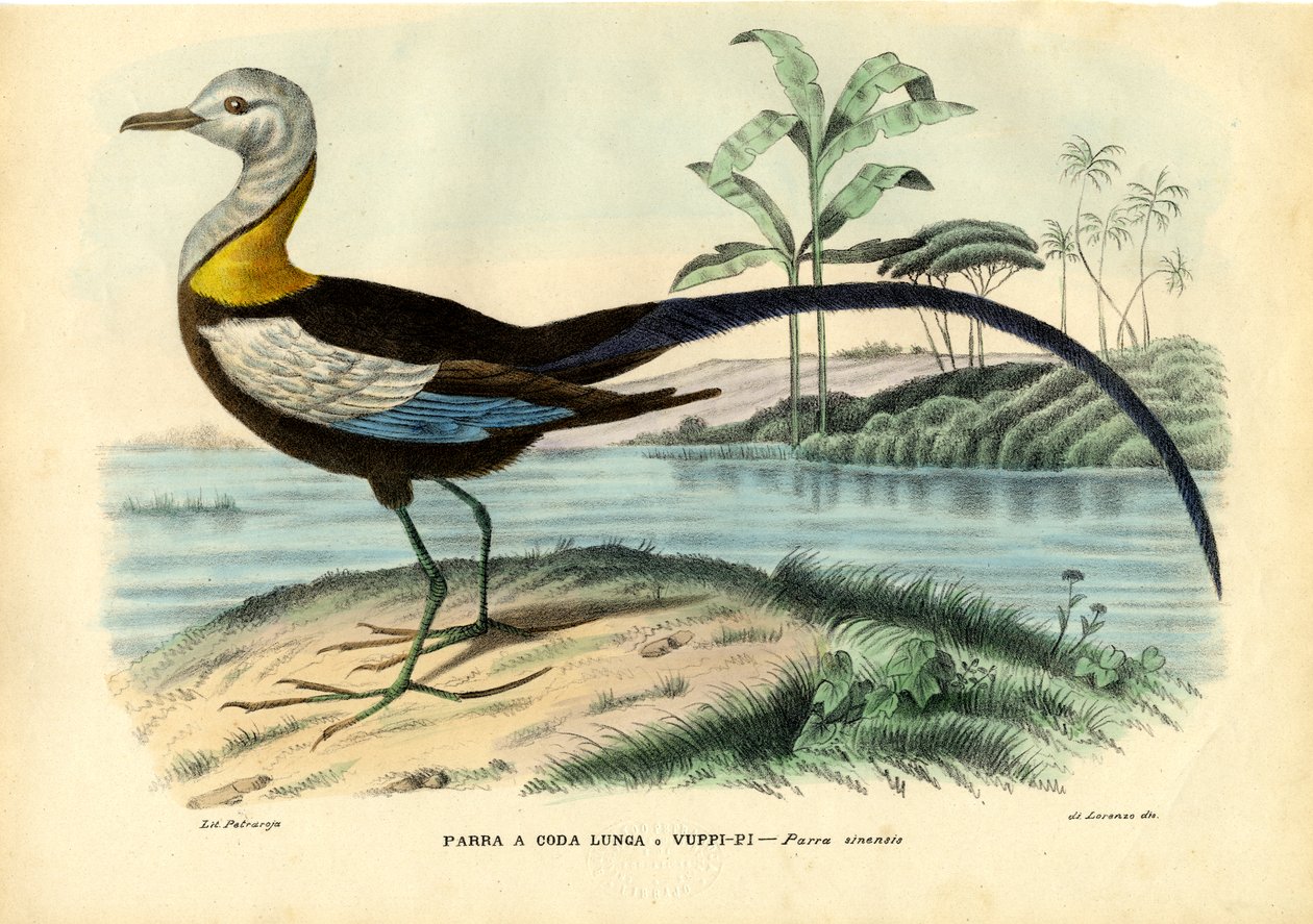 Chinese Jacana, 1863-79 door Raimundo Petraroja