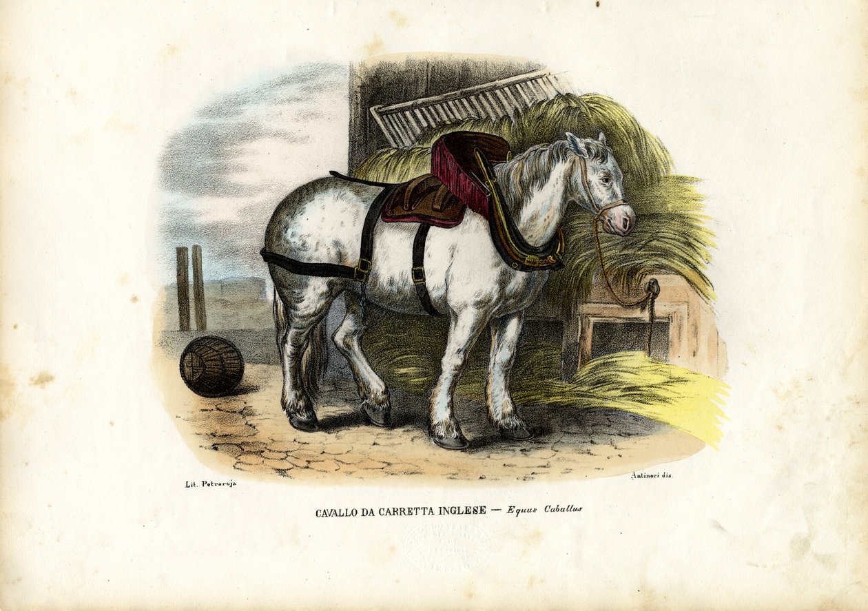 Engels Boerenpaard, 1863-79 door Raimundo Petraroja