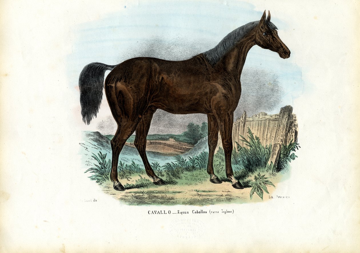 Engels Paard, 1863-79 door Raimundo Petraroja