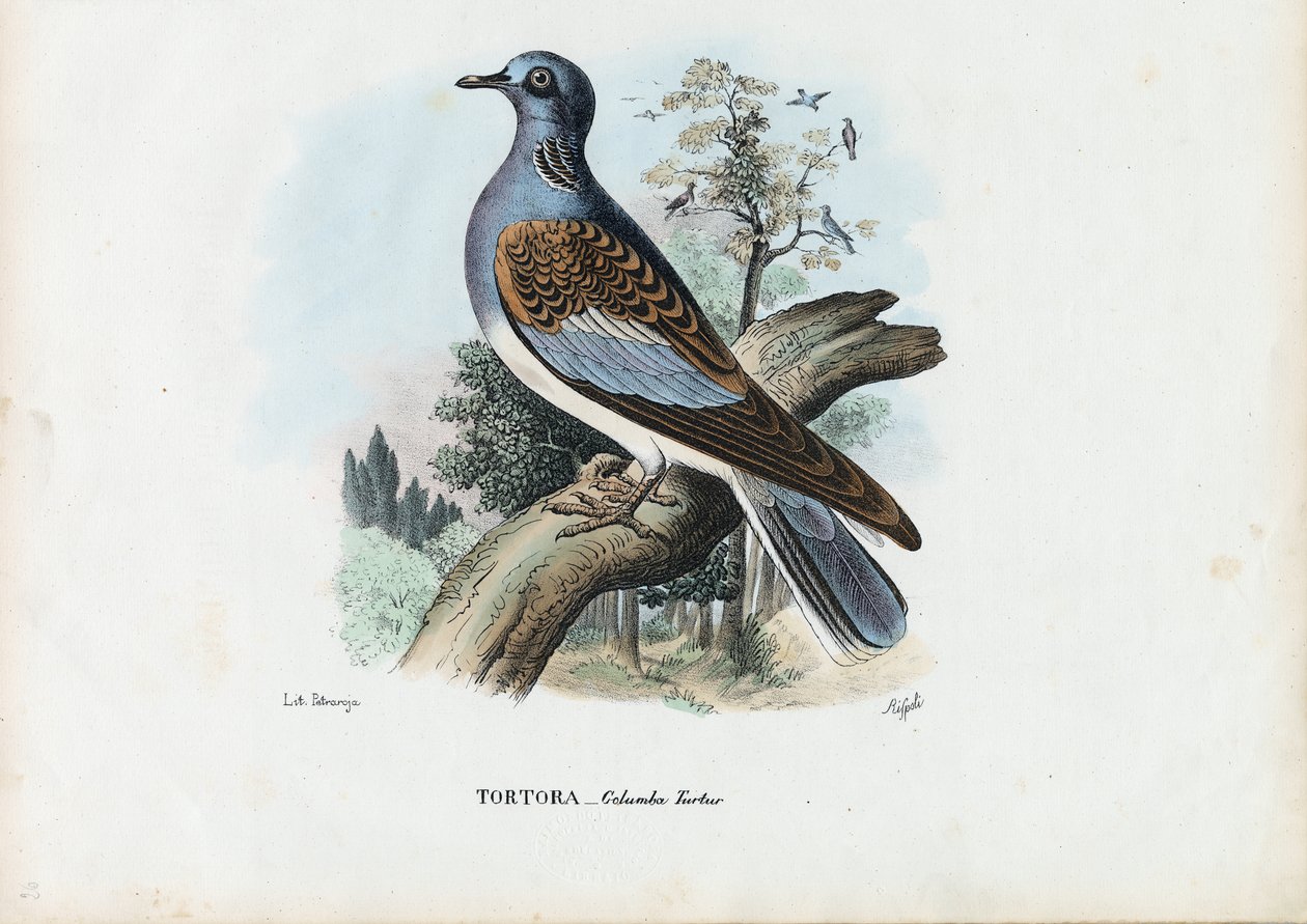 Europese Tortelduif, 1863-79 door Raimundo Petraroja