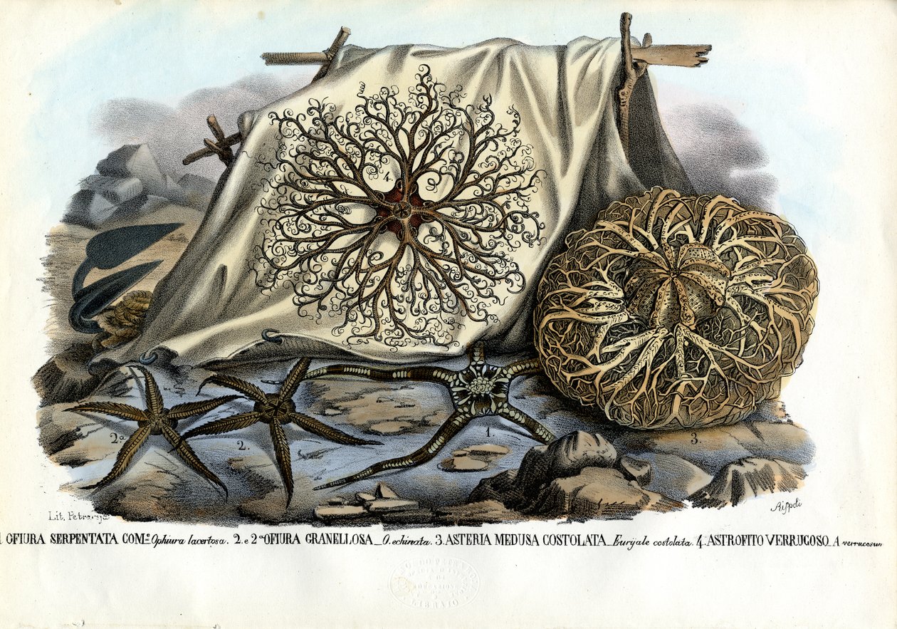 Gorgonenhoofd, 1863-79 door Raimundo Petraroja