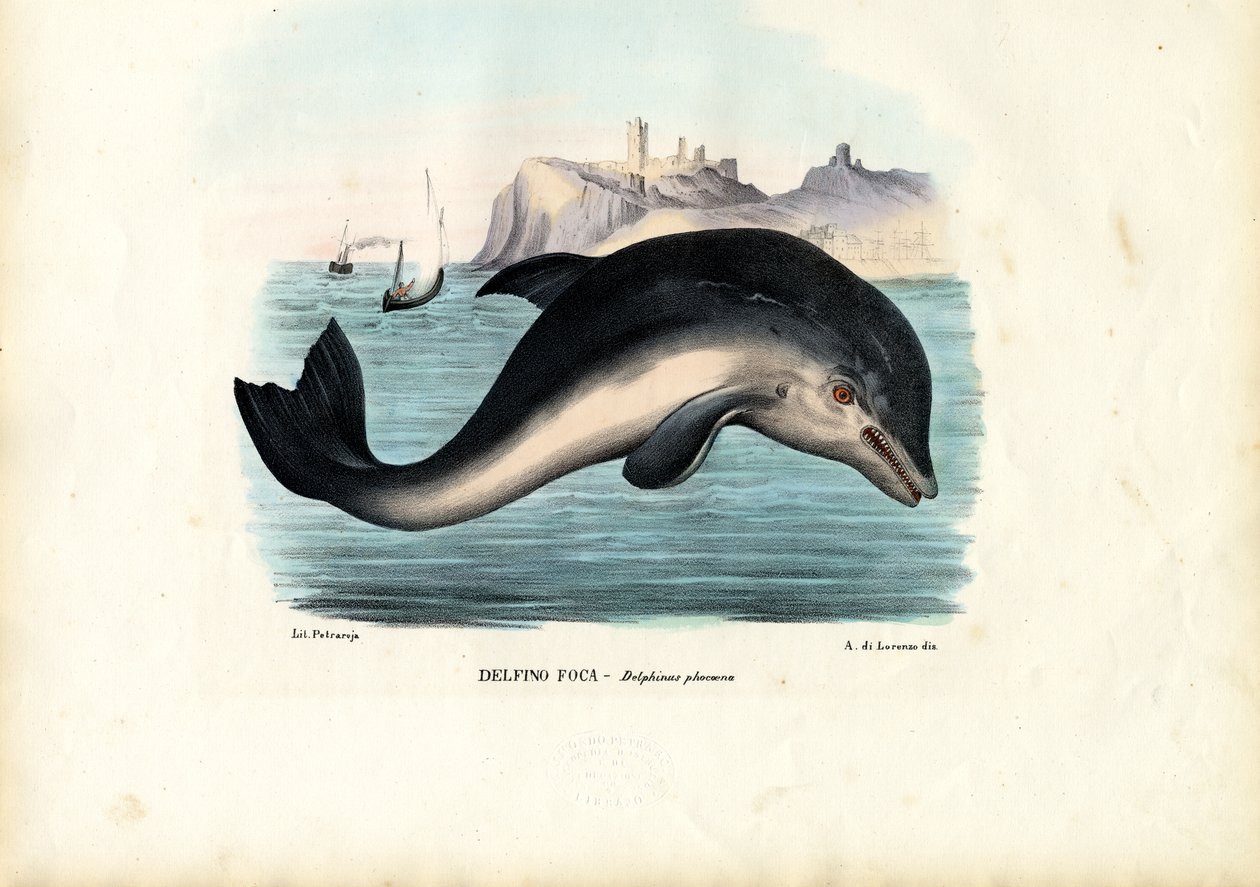 Bruinvis, 1863-79 door Raimundo Petraroja
