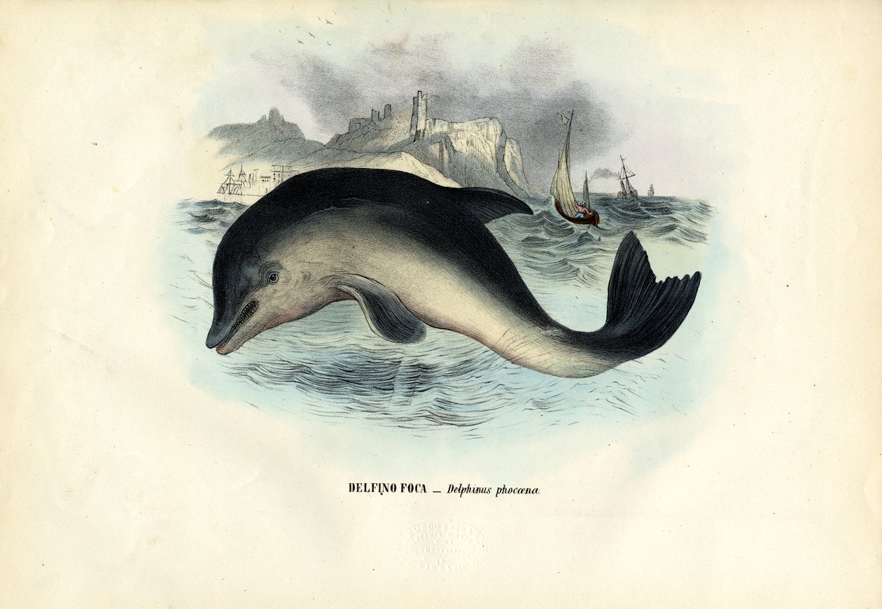 Bruinvis, 1863-79 door Raimundo Petraroja